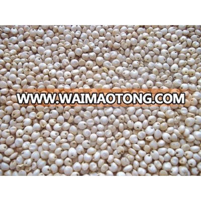 White Millet | Indian White Millet | Millet Seed