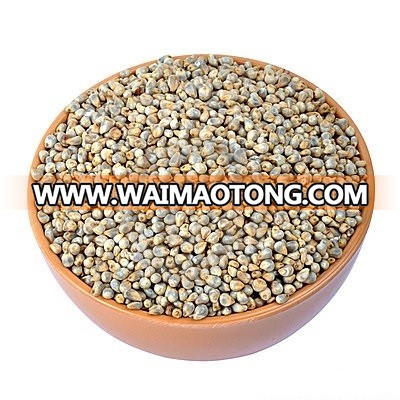 Pearl Millet | Indian Pearl Millet