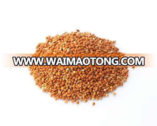 Red Millet | Indian Red Millet | Millet Seed supplers