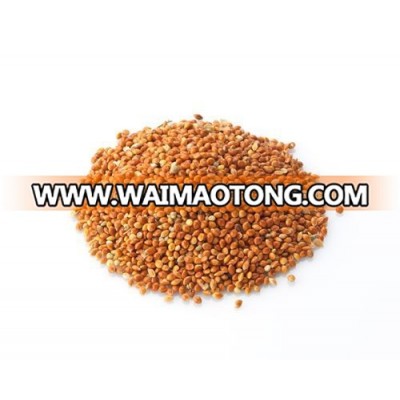 Red Millet | Indian Red Millet | Millet Seed supplers