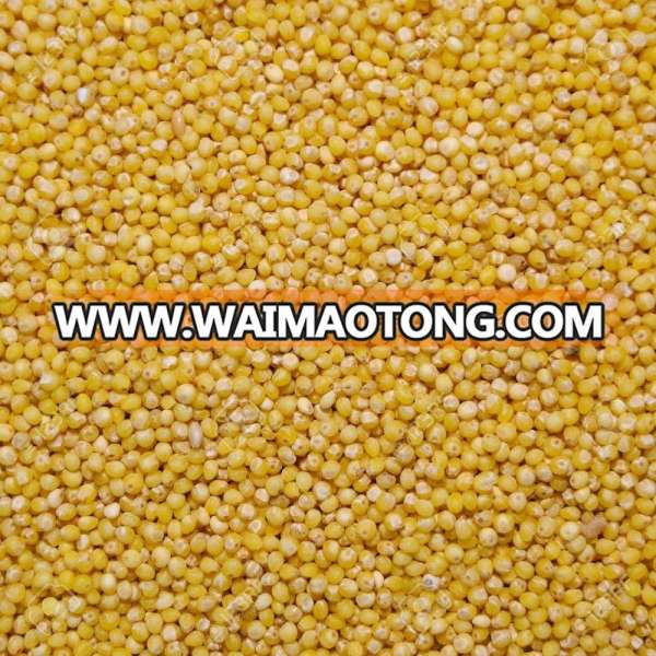 Yellow Millet | Indian Yellow Millet | Yellow Organic Millet Seed