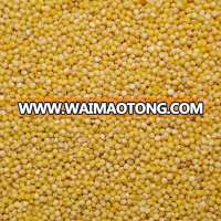 Yellow Millet | Indian Yellow Millet | Yellow Organic Millet Seed